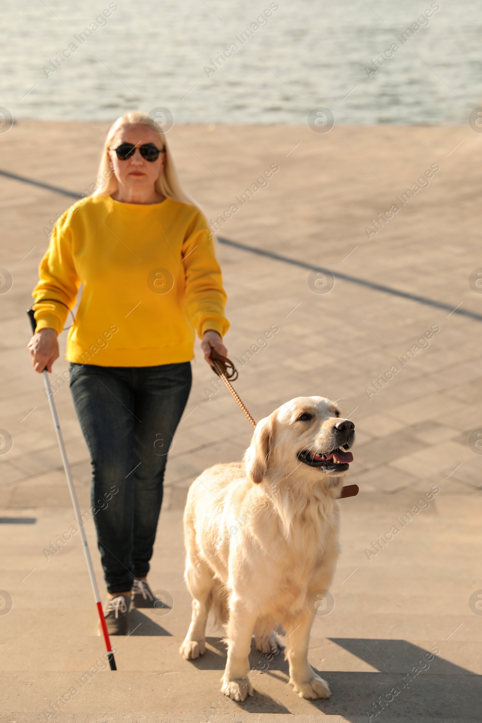 Photo of Guide dog helping blind person with long cane going up stairs outdoors