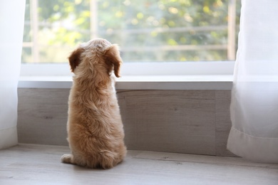 Photo of Cute English Cocker Spaniel puppy near window indoors. Space for text