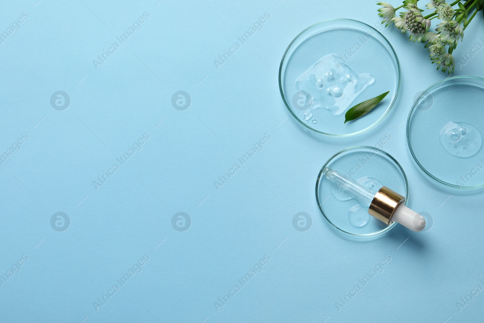 Photo of Petri dishes with samples of cosmetic oil, pipette and flowers on light blue background, flat lay. Space for text