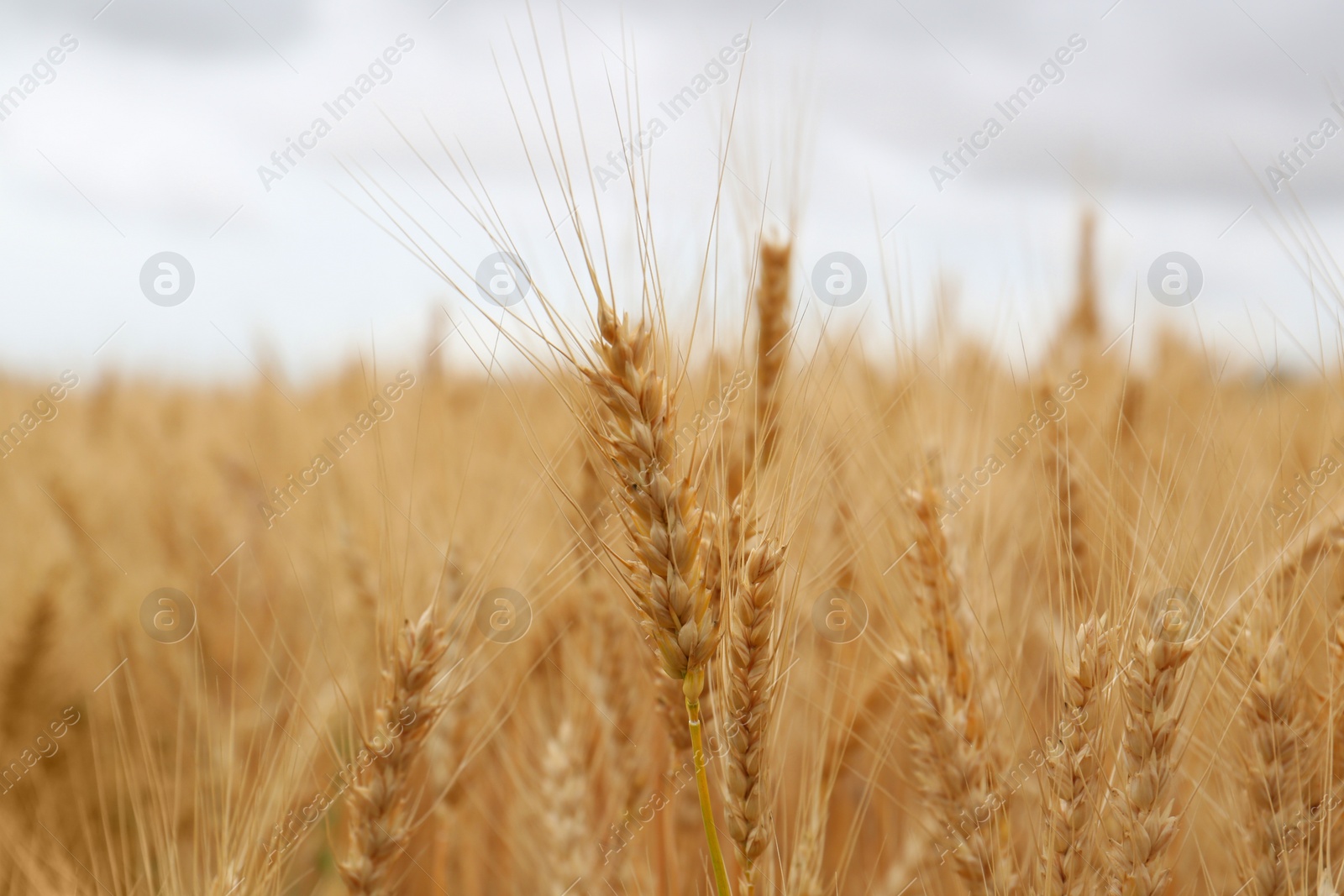 Photo of Beautiful ripe wheat spikes in agricultural field