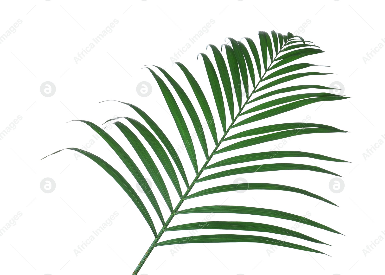 Photo of Beautiful lush tropical leaf isolated on white