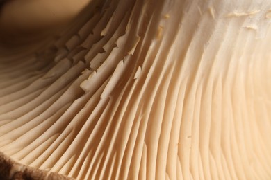 Macro photo of oyster mushroom as background