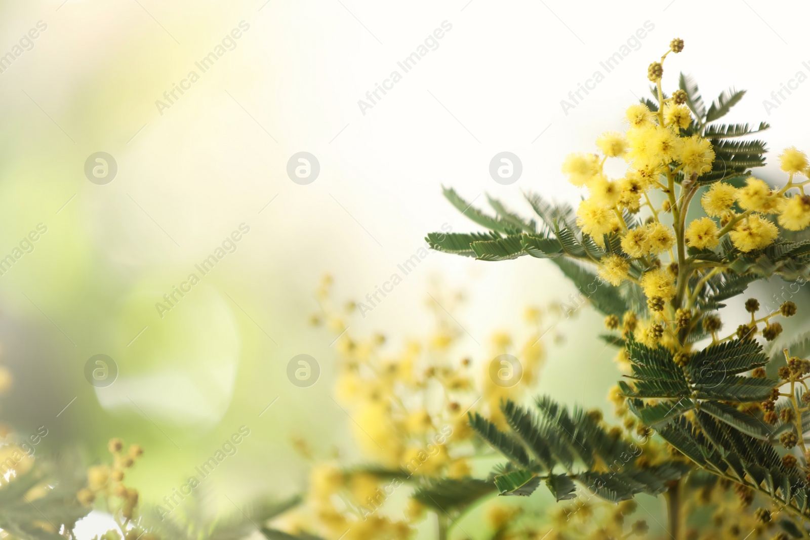 Photo of Beautiful mimosa plant on blurred background, closeup. Space for text