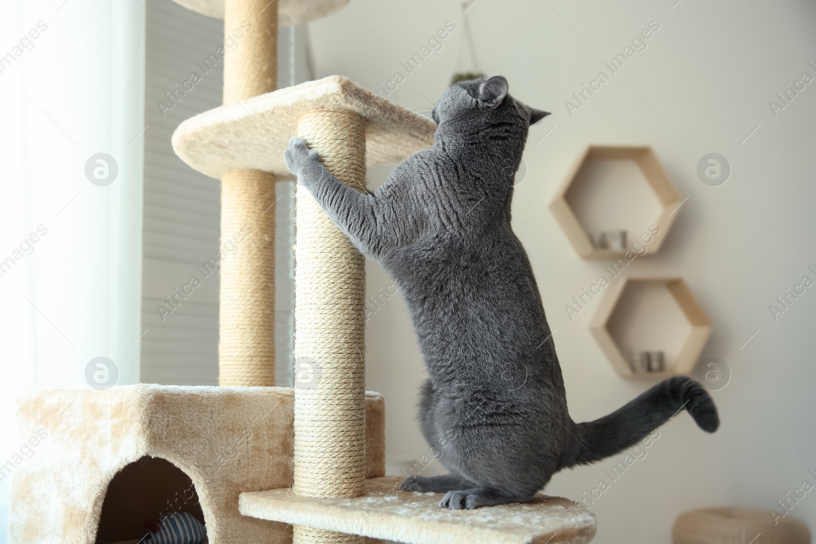 Photo of Cute pet sharpening claws on cat tree at home