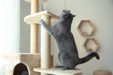 Photo of Cute pet sharpening claws on cat tree at home