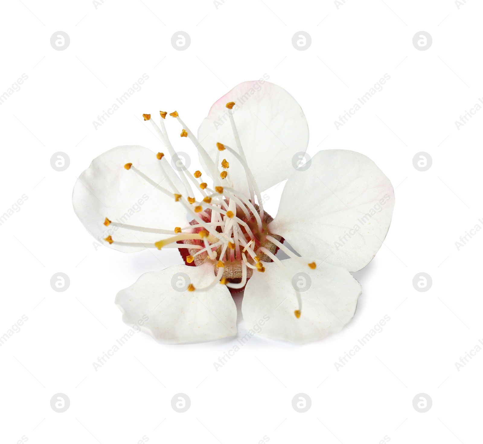 Photo of Beautiful apricot tree blossom on white background. Springtime