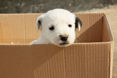 Photo of Stray puppy in cardboard box outdoors. Baby animal