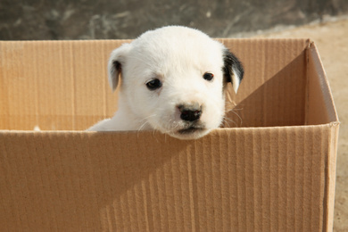 Stray puppy in cardboard box outdoors. Baby animal