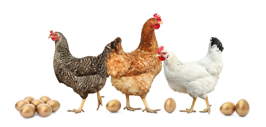 Image of Chickens and golden eggs on white background