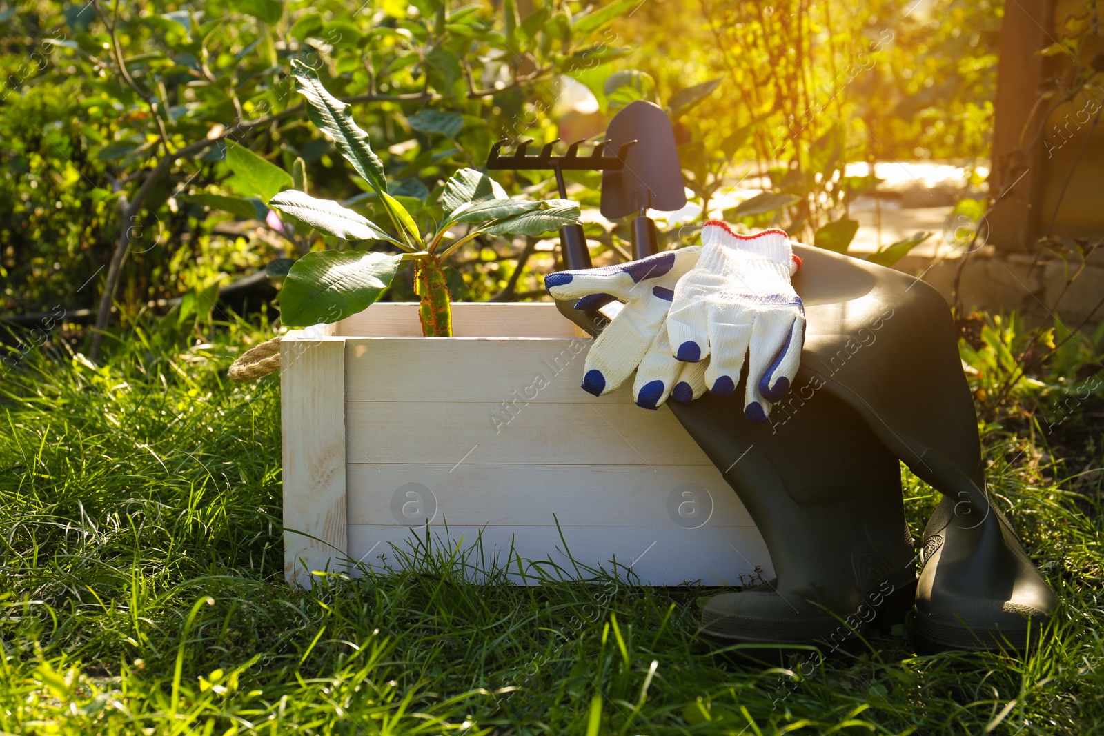 Photo of White wooden crate with plant, gloves, gardening tools and rubber boots on grass outdoors