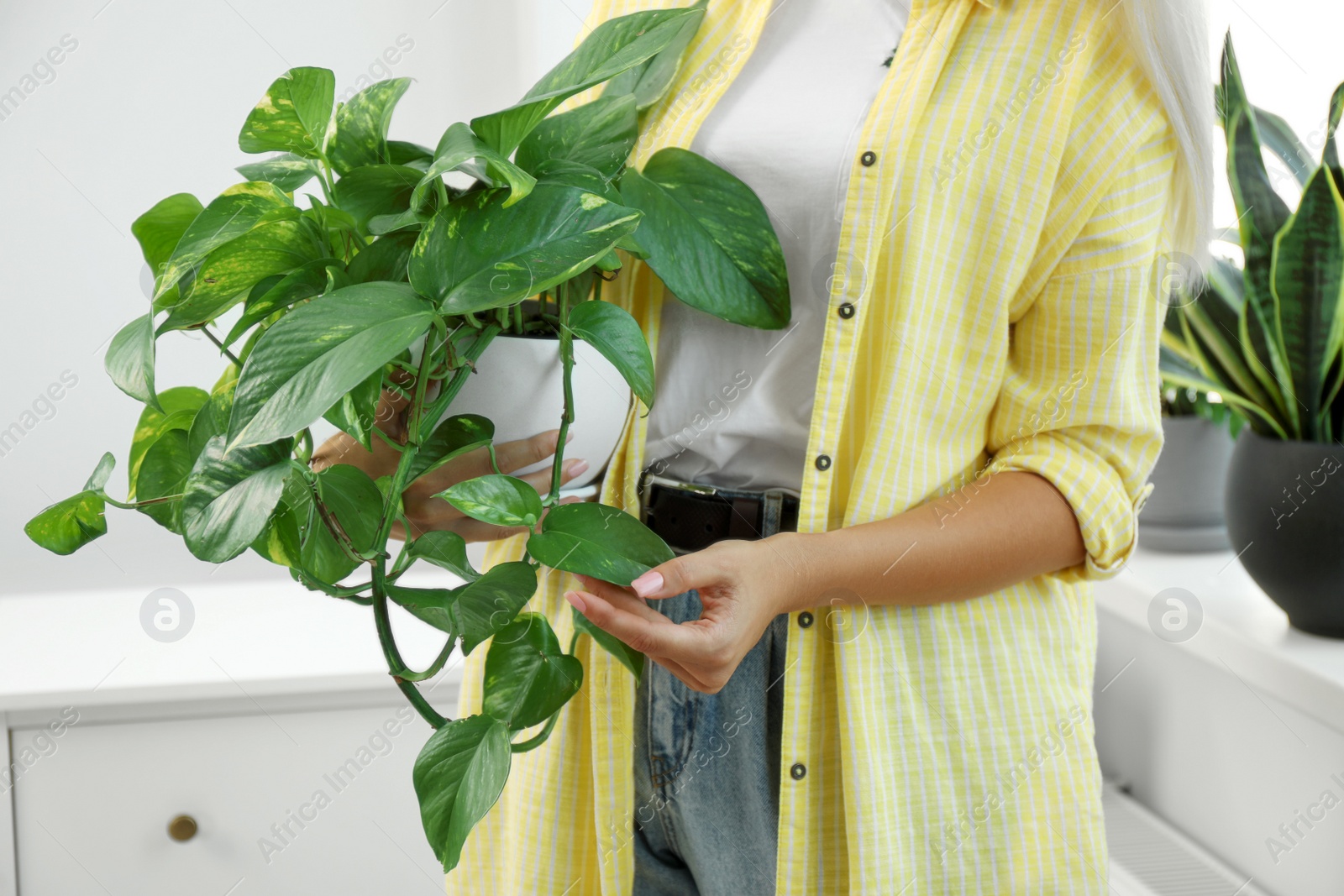 Photo of Woman holding potted houseplant at home, closeup
