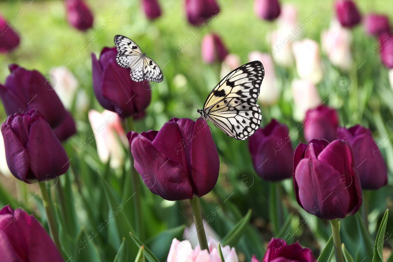 Image of Beautiful butterflies and blossoming tulips outdoors on sunny spring day