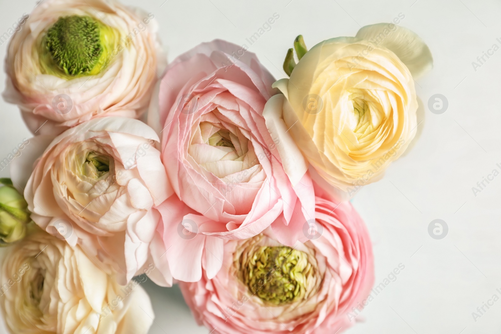 Photo of Beautiful ranunculus flowers on light background, closeup