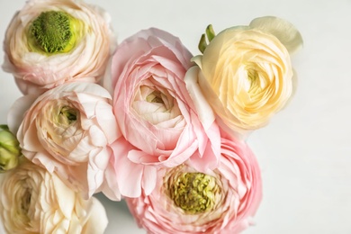 Beautiful ranunculus flowers on light background, closeup