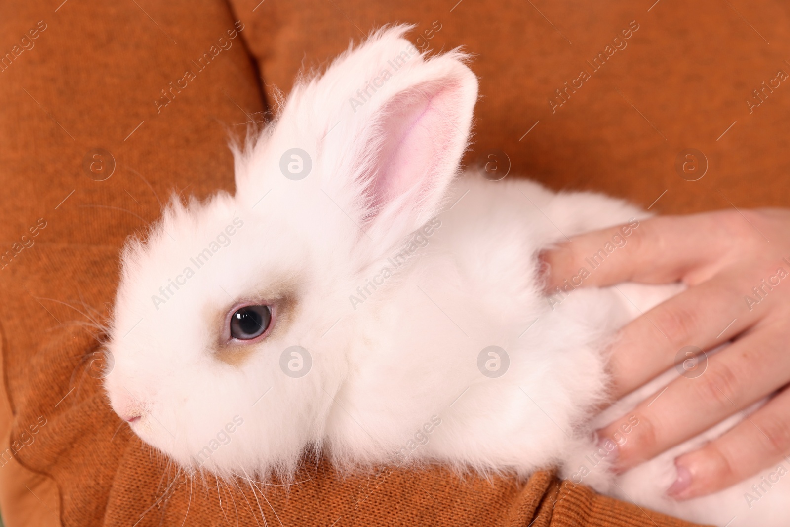 Photo of Man with fluffy white rabbit, closeup. Cute pet