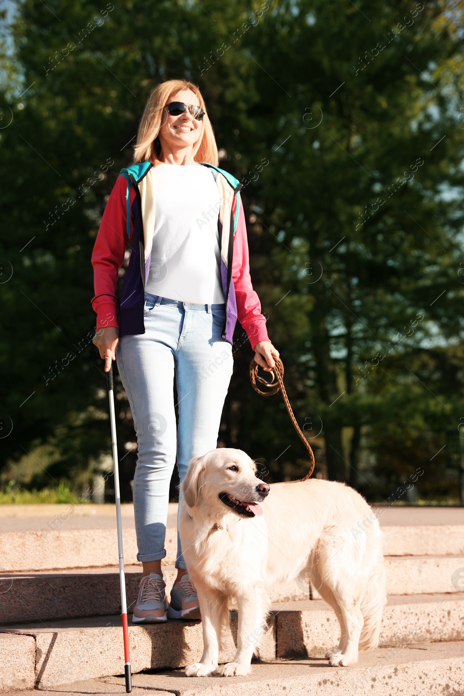 Photo of Guide dog helping blind person with long cane going down stairs outdoors