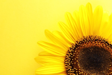 Beautiful bright sunflower on color background, top view