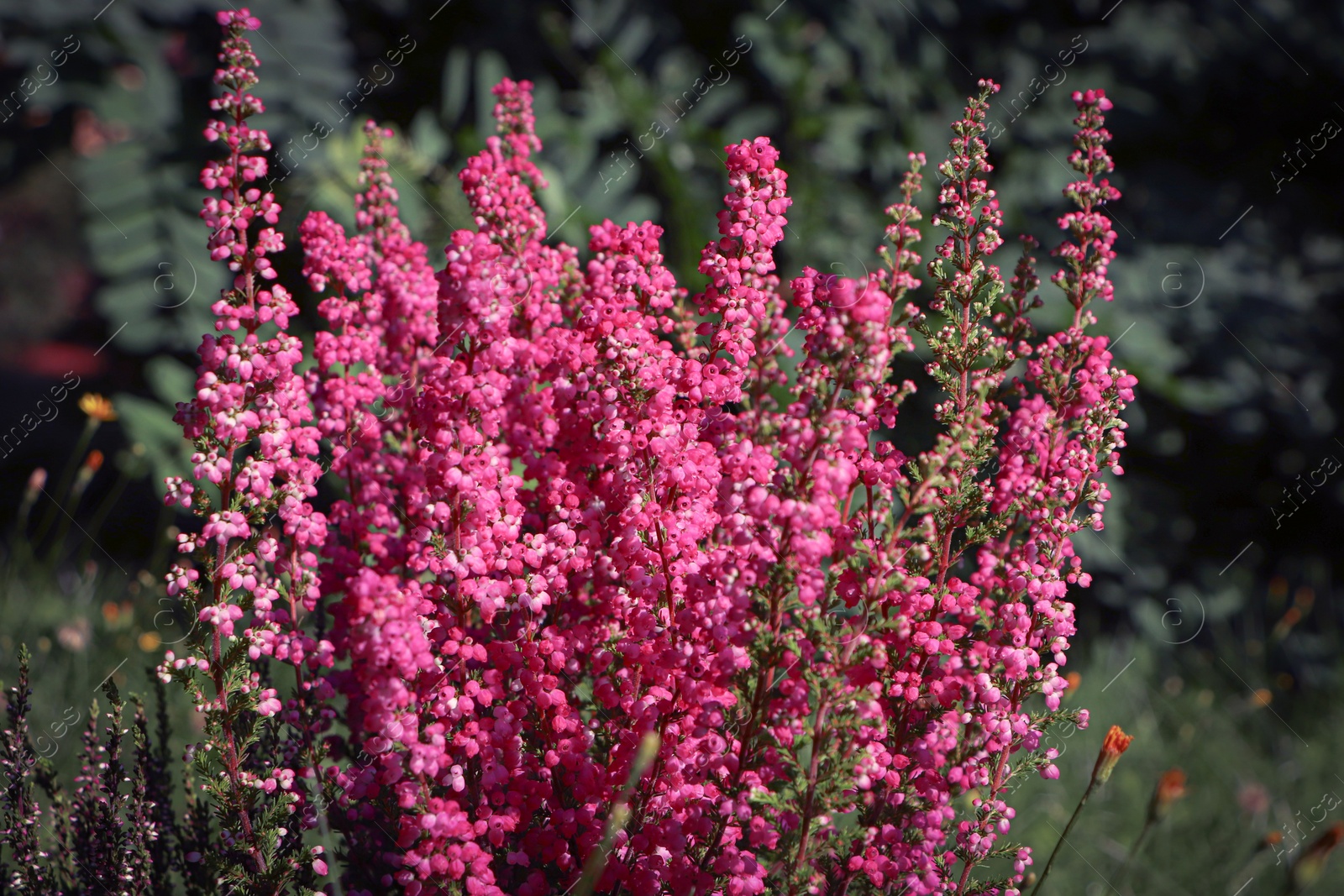 Photo of Heather shrub with beautiful blooming flowers outdoors on sunny day, closeup