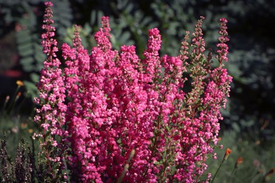 Heather shrub with beautiful blooming flowers outdoors on sunny day, closeup