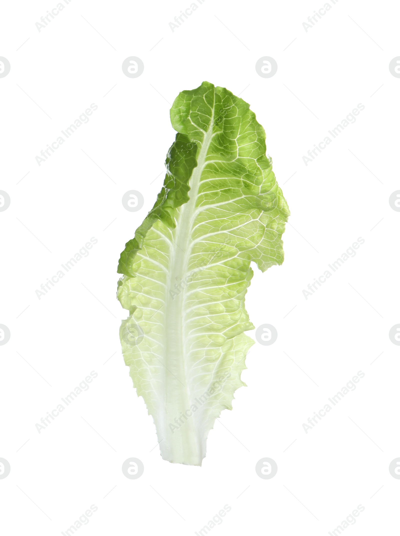 Photo of Fresh leaf of green romaine lettuce isolated on white