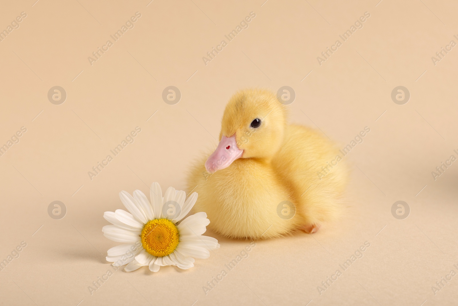 Photo of Baby animal. Cute fluffy duckling near flower on beige background