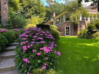 Pathway among beautiful hydrangea shrubs with violet flowers outdoors