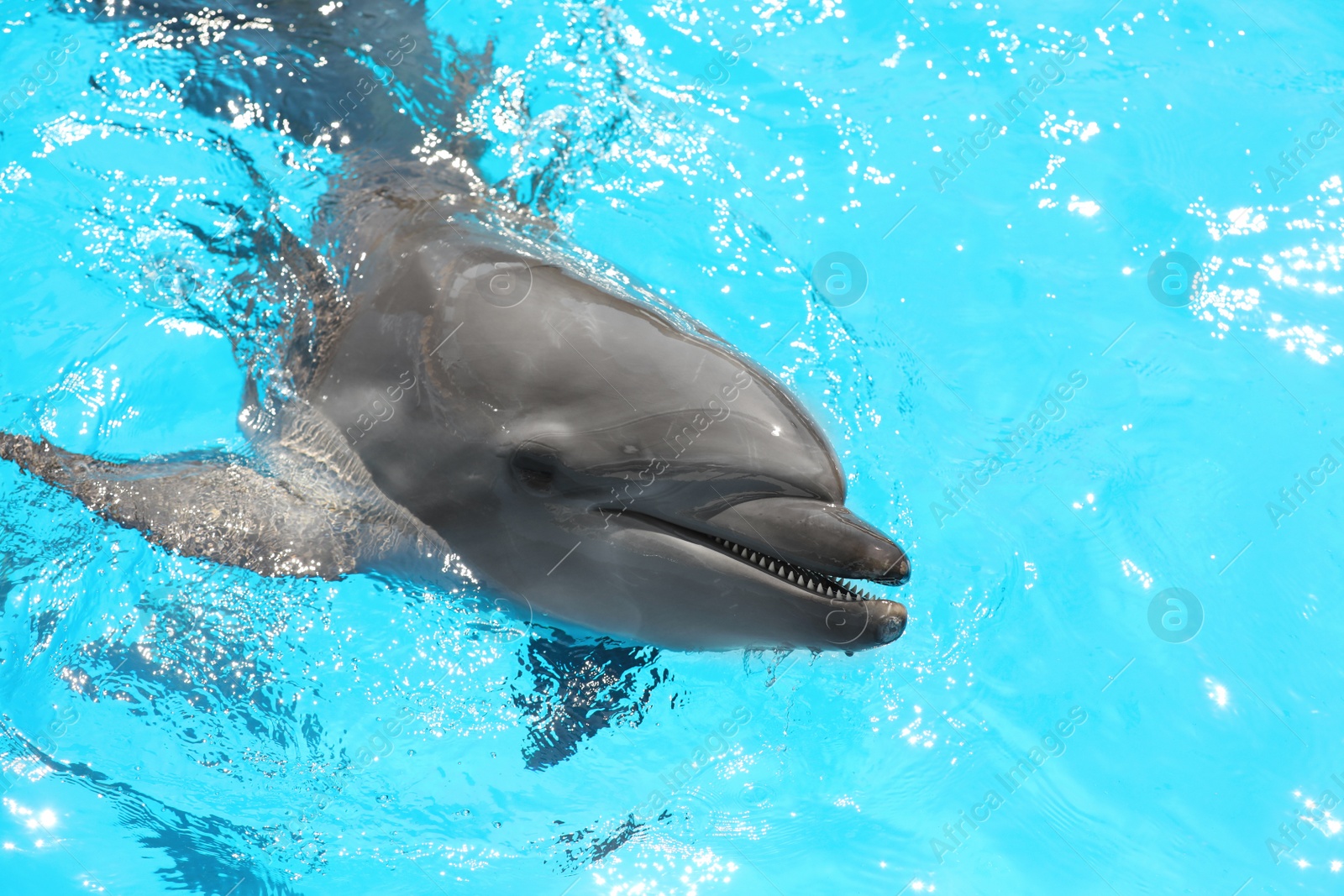 Photo of Dolphin swimming in pool at marine mammal park