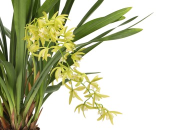 Photo of Vanilla orchid plant with yellow flowers isolated on white