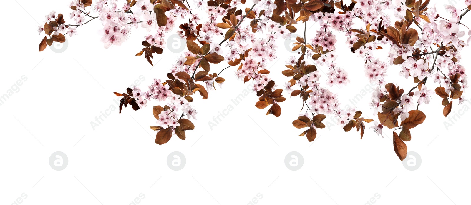 Image of Amazing spring blossom. Tree branches with beautiful flowers on white background, banner design