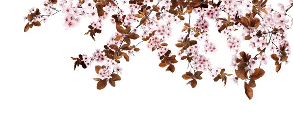 Image of Amazing spring blossom. Tree branches with beautiful flowers on white background, banner design