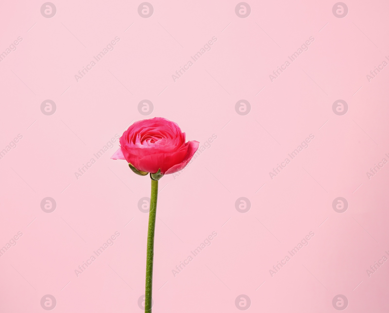 Photo of Beautiful ranunculus flower on color background