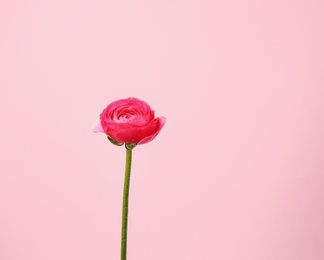 Beautiful ranunculus flower on color background