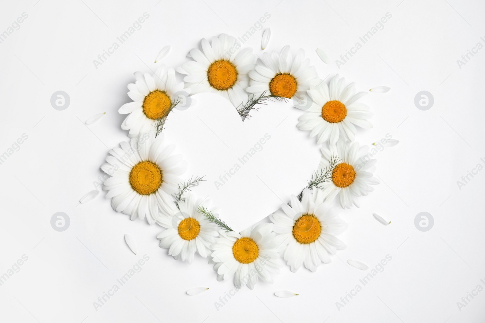 Photo of Beautiful floral composition with chamomile flowers and card on white background, top view