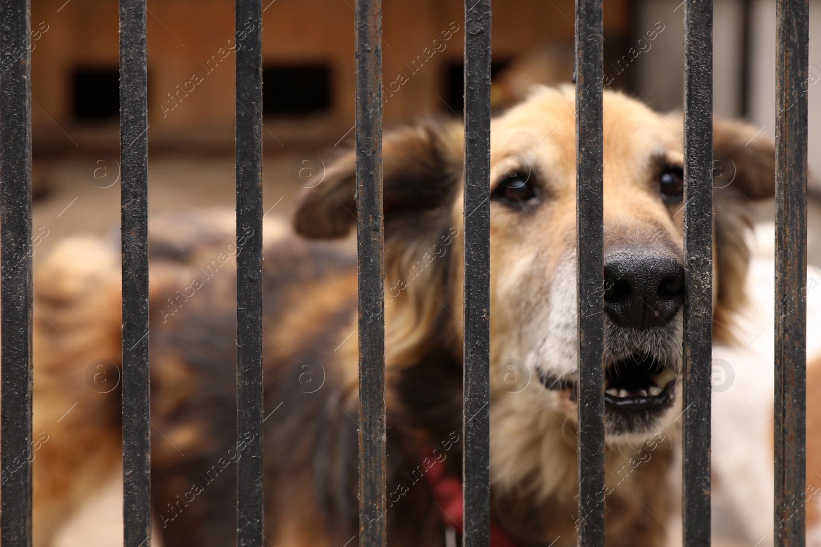 Photo of Homeless dog in cage at animal shelter outdoors. Concept of volunteering