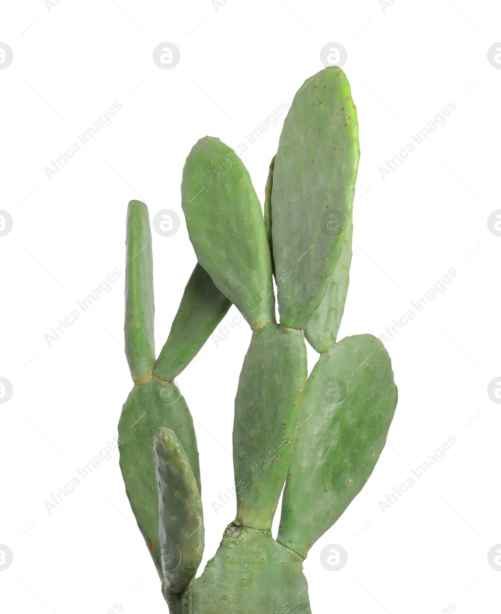 Photo of Beautiful cactus on white background. Tropical plant