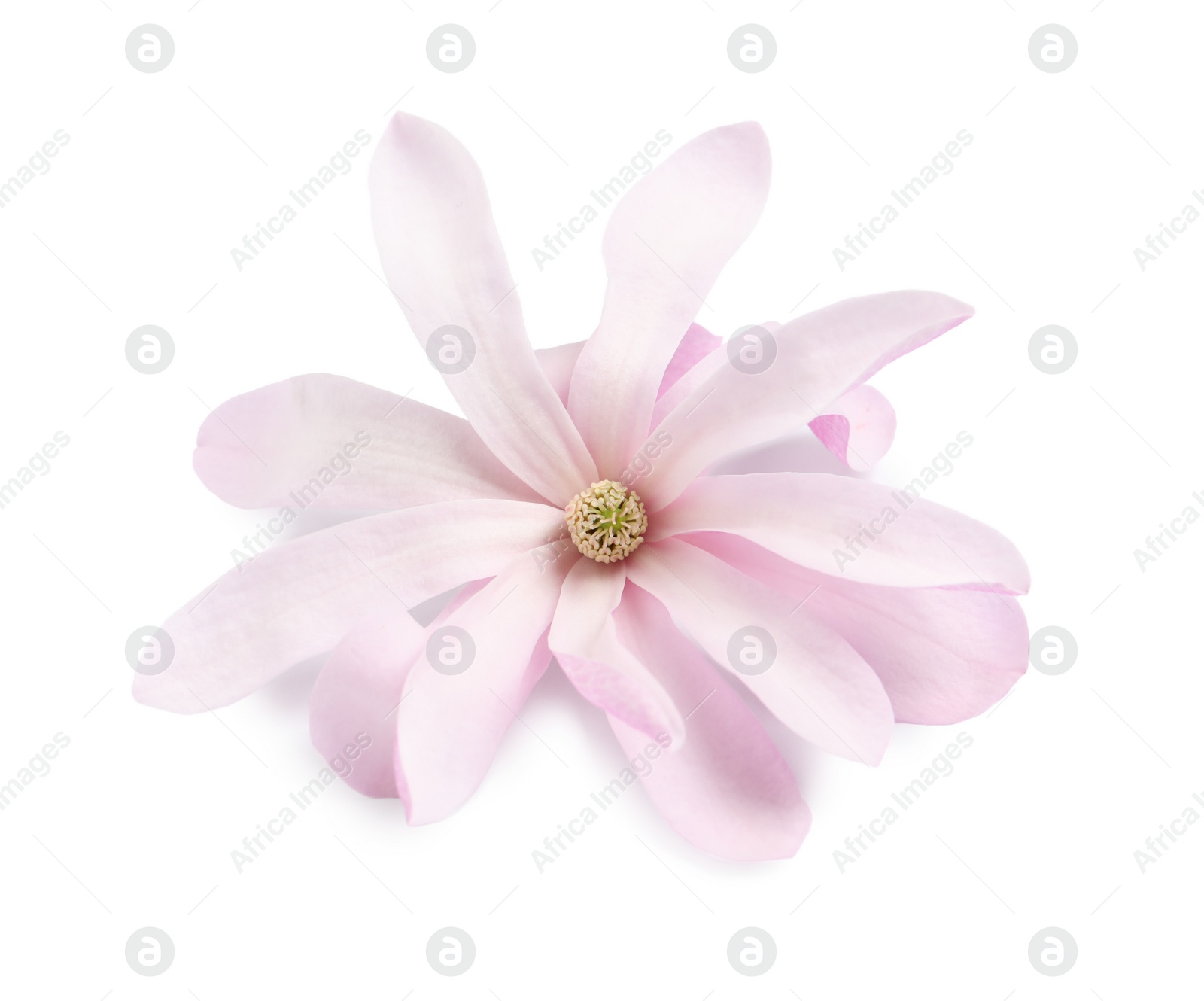 Photo of Beautiful pink magnolia flower isolated on white