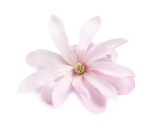 Beautiful pink magnolia flower isolated on white