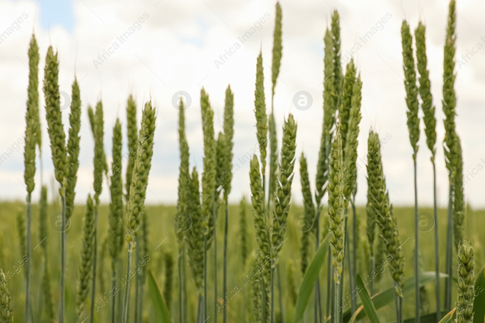 Photo of Green wheat field under cloudy sky, closeup. Agricultural industry