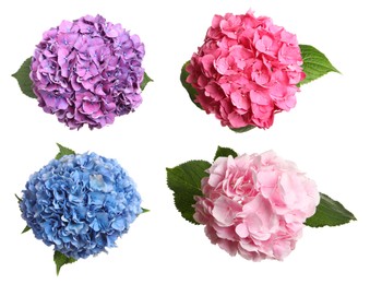 Image of Set with delicate beautiful hortensia flowers on white background, top view 