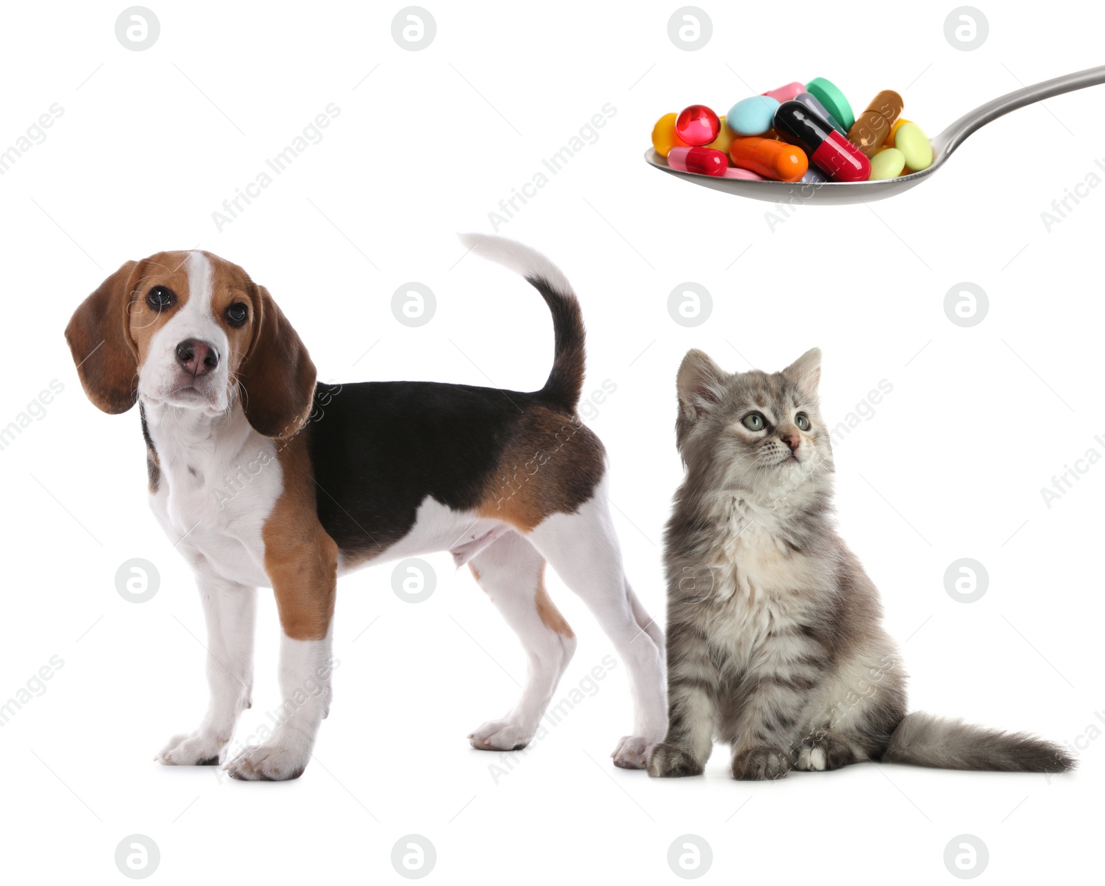 Image of Vitamins for pets. Cute dog, cat and spoon with different pills on white background