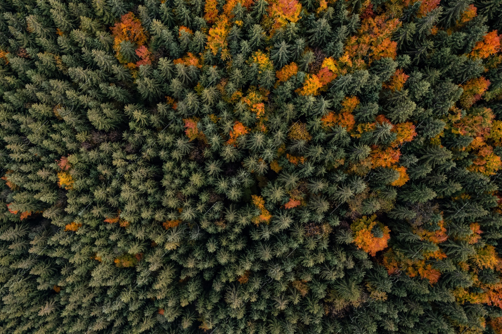 Image of Aerial view of beautiful forest on autumn day