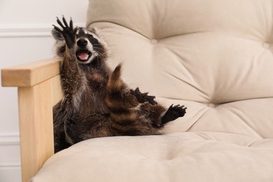Photo of Cute funny raccoon on beige sofa indoors