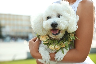 Photo of Bride and adorable Bichon wearing wreath made of beautiful flowers outdoors, closeup