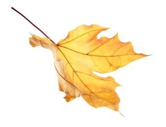 Photo of Beautiful autumn leaf on white background. Fall foliage