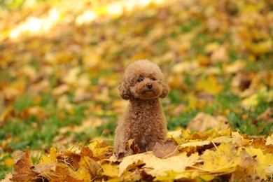 Photo of Cute Maltipoo dog in autumn park, space for text