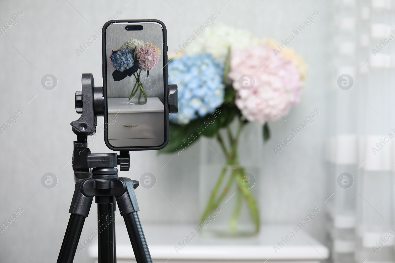 Photo of Taking photo of beautiful hydrangea flowers with smartphone indoors, selective focus