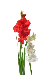 Photo of Beautiful gladiolus flowers on white background