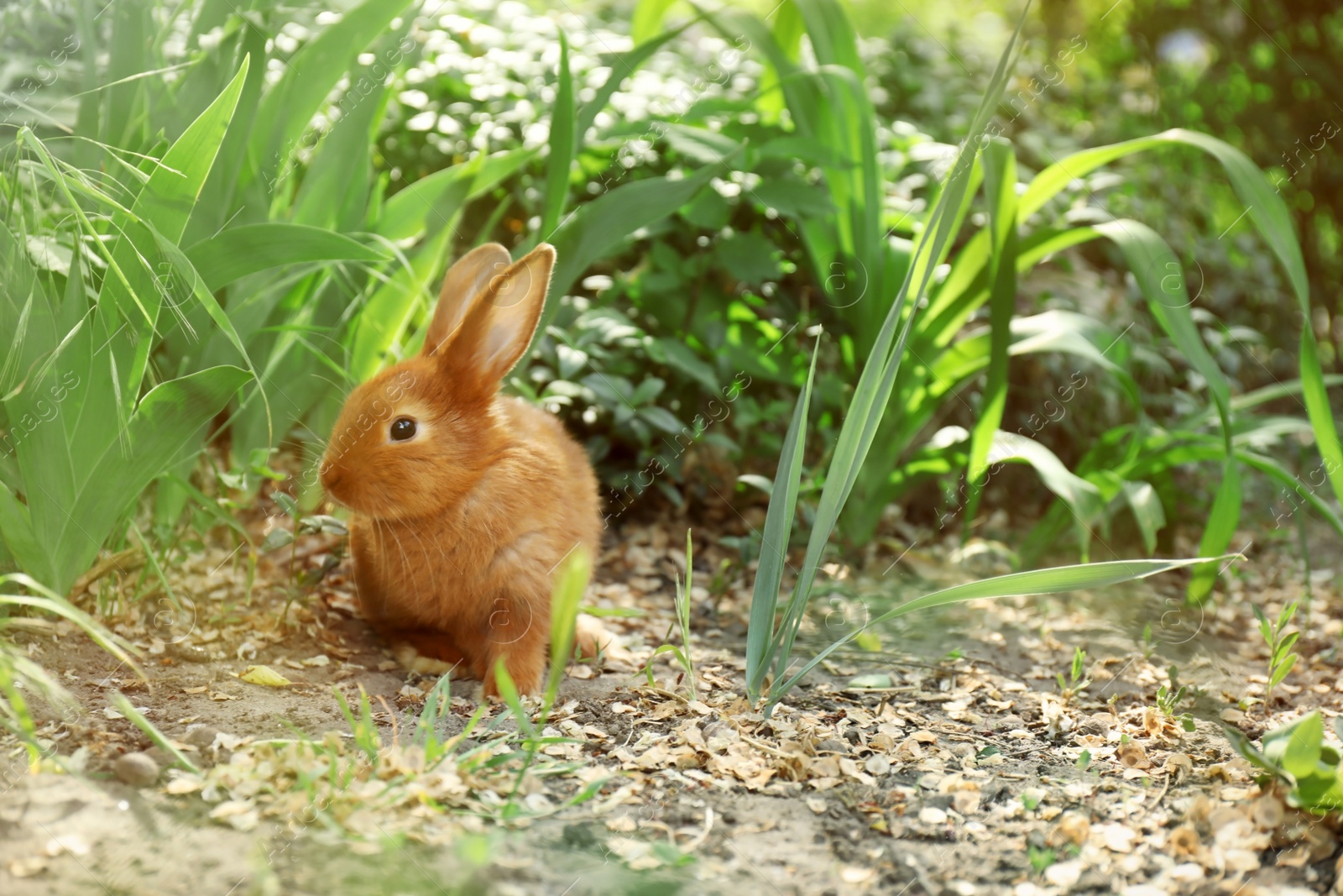 Photo of Adorable fluffy bunny rabbit outdoors on spring day