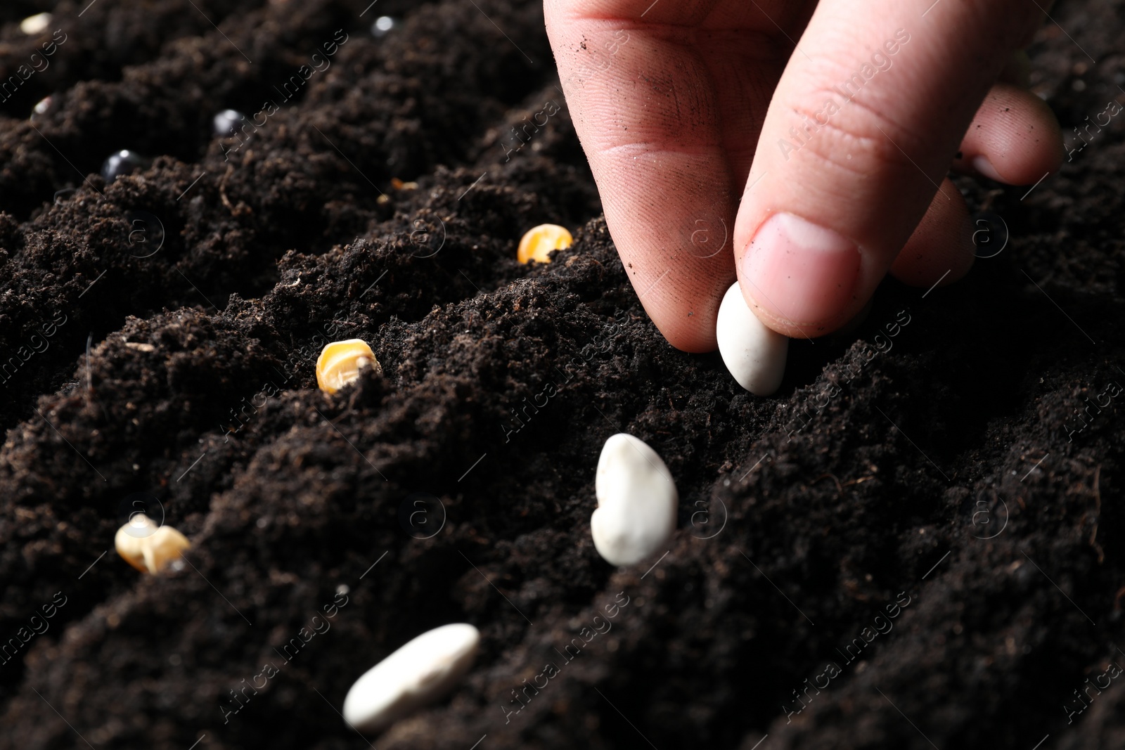 Photo of Woman planting bean seeds into fertile soil, closeup. Vegetable growing