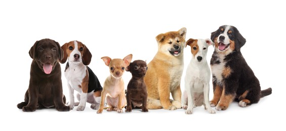 Group of adorable puppies on white background. Banner design